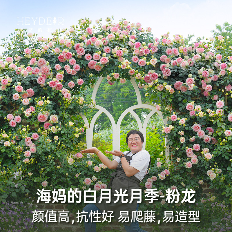海蒂的花园  月季粉色龙沙宝石花苗爬藤庭院植物藤本花卉园艺盆栽,淘宝优惠券,粉丝福利购,淘宝优惠卷