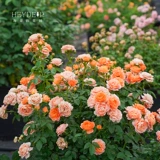 Садовая роза садовая роза сеянцы розовые драконные песчаные драгоценные камни Голубой дождливый сок балкон балкон розовый кустарник горшок