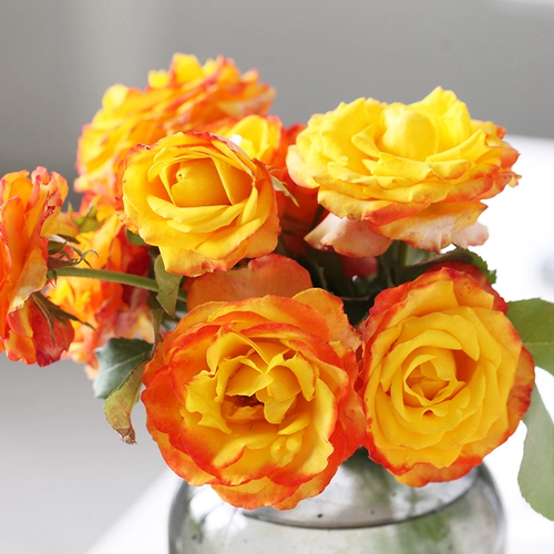 Сад Хайди Сад выдержанный Санрайз вертикальный тепло розовый тепло -устойчивый цветочный анти -дисайс балконы цветочные растения