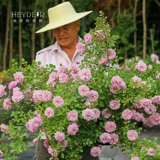 Садовая роза садовая роза сеянцы розовые драконные песчаные драгоценные камни Голубой дождливый сок балкон балкон розовый кустарник горшок