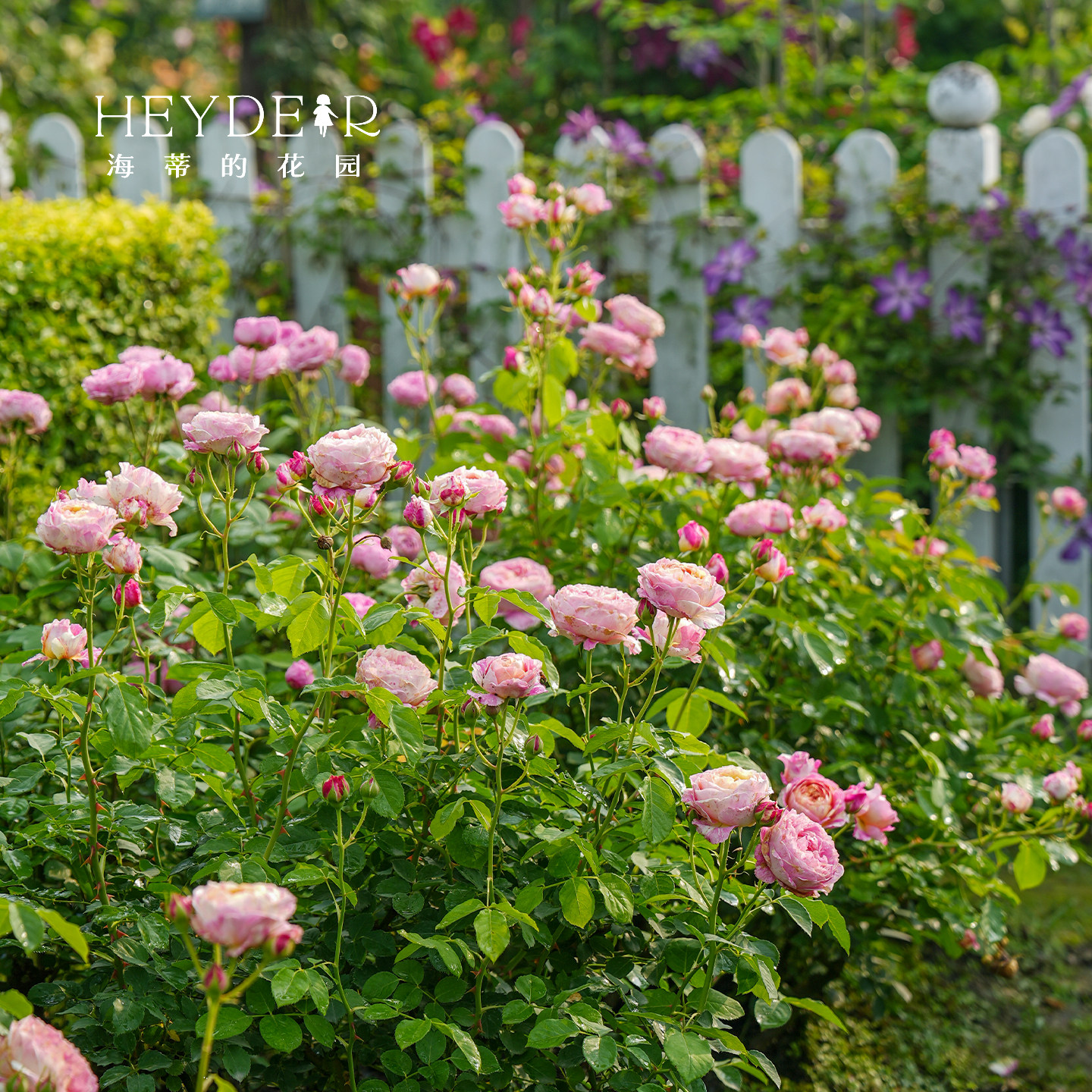 海蒂的花园莫奈直立月季欧月中香大花条纹耐热阳台花卉植物盆栽苗,淘宝优惠券,粉丝福利购,淘宝优惠卷