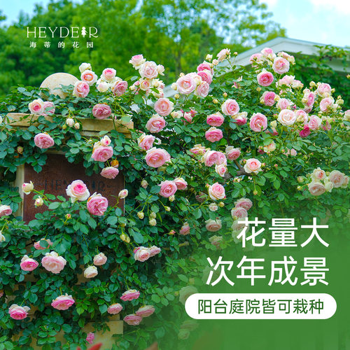 海蒂的花园月季粉色龙沙宝石花苗爬藤庭院植物藤本花卉园艺盆栽 - 图2