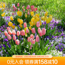 Sea Tis Garden Tulip Seed Balls Flame Flags 5 Degrees Ball Imports Can Be Planted Flowers Potted Ball Roots Plants