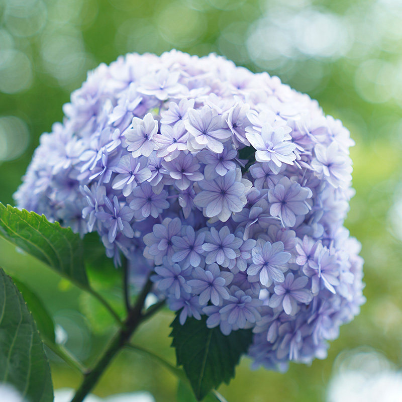 海蒂的花园花手鞠大花绣球可调色庭院阳台耐阴花卉植物盆栽花苗 海蒂的花园成都总店 淘优券