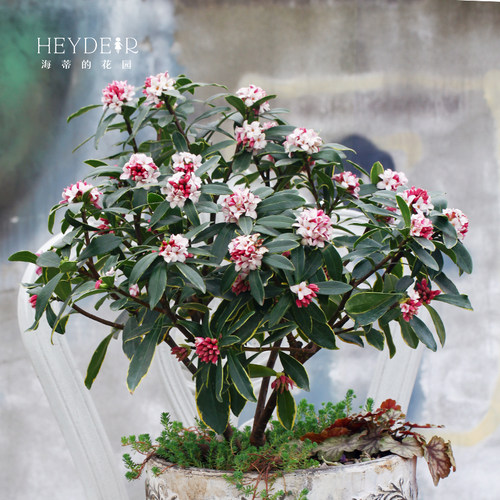 海蒂的花园瑞香气味芳香客厅桌面花卉植物室内花绿植花卉盆栽花苗 - 图0
