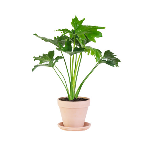 海蒂的花园蔓绿绒印第安羽毛喜林芋室内观叶植物客厅书房绿植盆栽 - 图3
