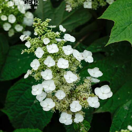 海蒂的花园栎叶绣球花苗和声雪花庭院露台耐寒植物花卉盆栽海妈家 - 图2