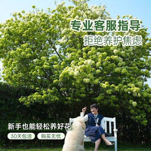海蒂的花园中华木绣球斗球耐寒花卉盆栽欧洲木绣球树苗绣球花苗 - 图0