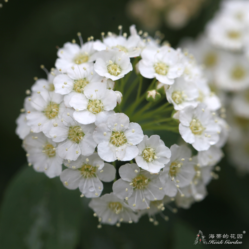 海蒂的花园粉霜绣线菊黄金喷泉八重小手逑耐寒庭院花境植物盆栽 海蒂的花园成都总店 淘优券