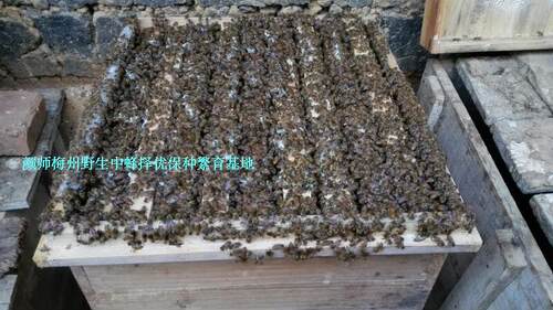 颜师梅州蜂园处蜜蜂蜂王活体中蜂女王仓蜂强群良种新产卵蜜蜂种王 - 图0