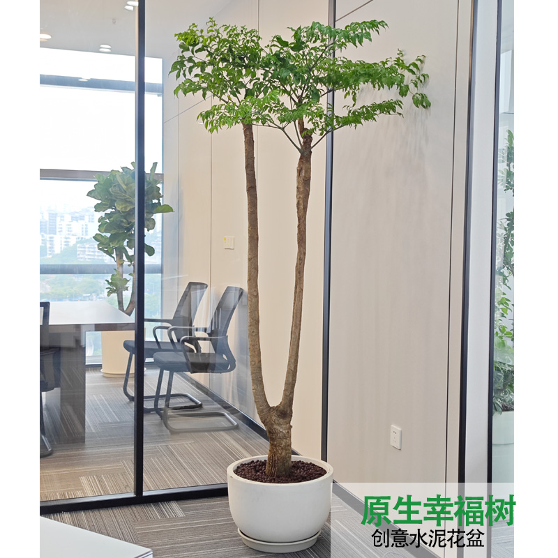 轻奢高级感/绿植盆栽/网红植物/氛围感绿植/新居/店铺植物