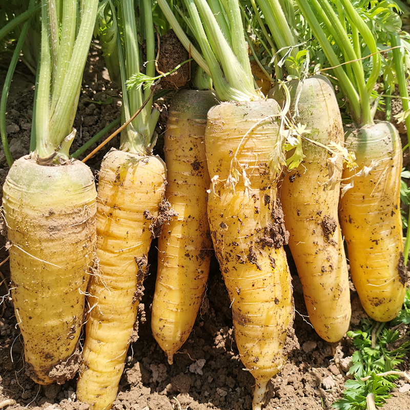 新疆黄心胡萝卜新鲜蔬菜农家自种带泥黄胡萝卜抓饭专用宝宝辅食,淘宝优惠券,粉丝福利购,淘宝优惠卷