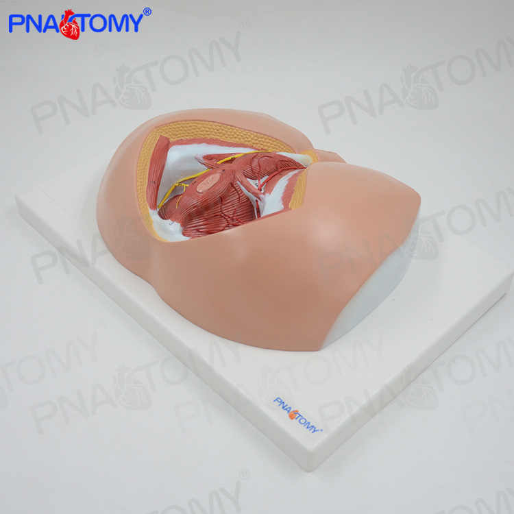 医学男性会阴神经血管p盆底肌解剖模型生殖泌尿男科肛肠科计生标-图1