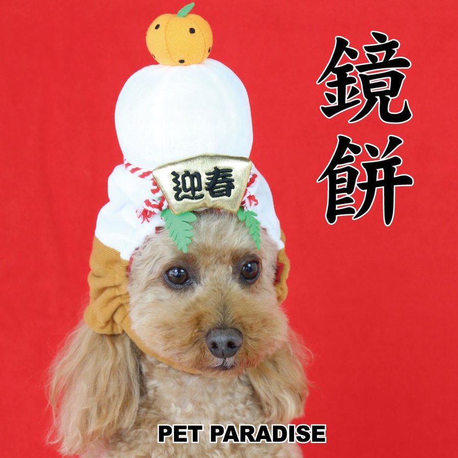 狗狗新春推荐品牌 新人首单立减十元 21年6月 淘宝海外