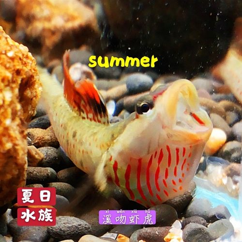 溪吻虾虎白面超红鳍小型溪吻血红虾虎鱼原生鱼观赏鱼冷水鱼免加温 - 图0
