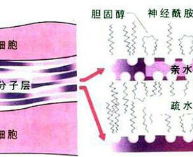 美版修丽可242面霜退红修复屏障