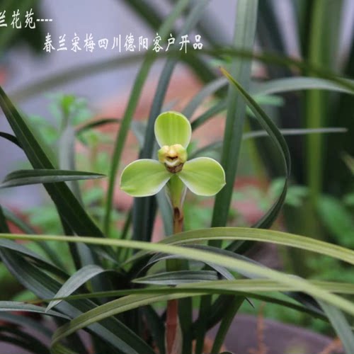 无花老种宋梅  春兰梅瓣代表 之香 叶姿飘逸洒脱春节开花 - 图0