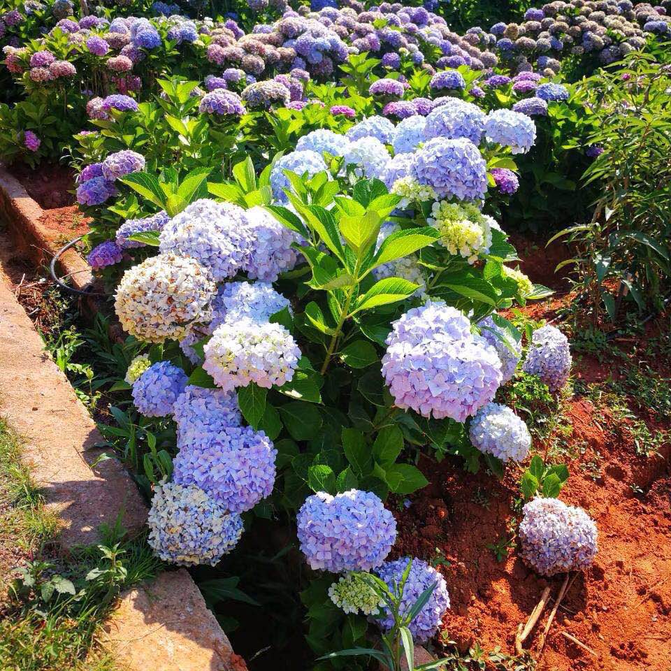 绣球花苗无尽夏盆栽地栽大苗老桩八仙花庭院阳台花卉植物四季开花 - 图1