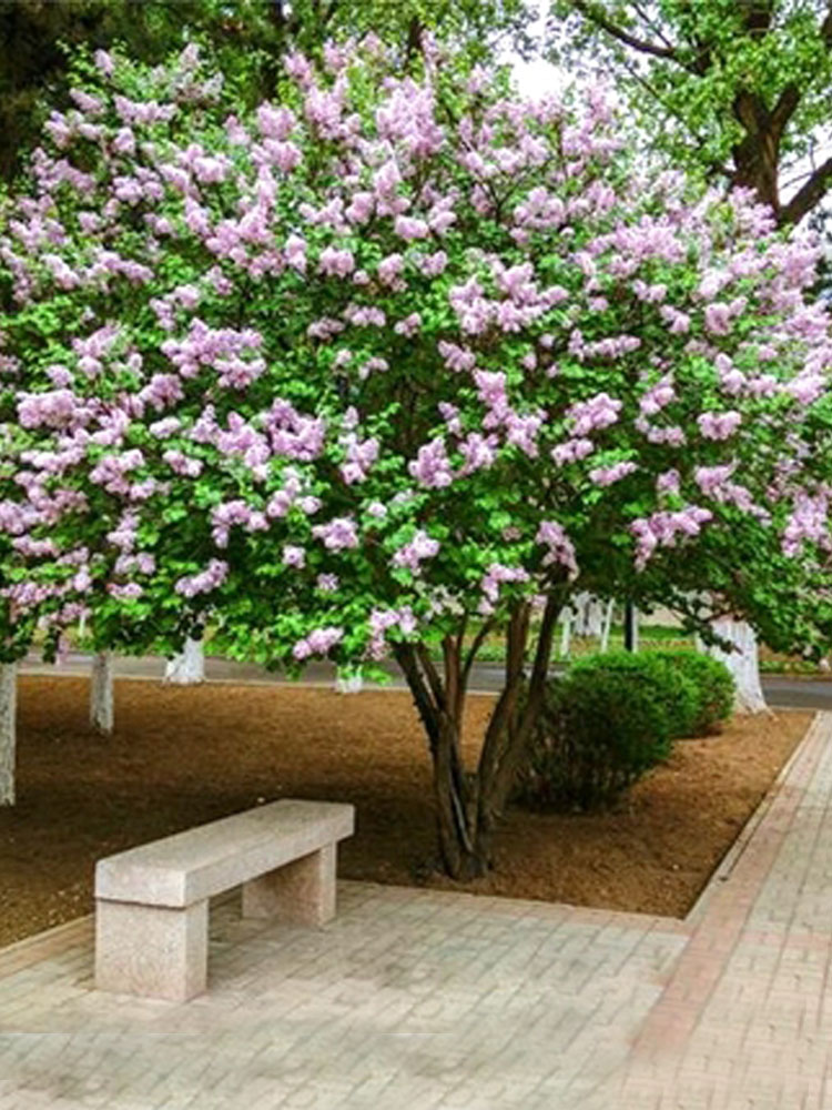 丁香花树苗室内外庭院盆栽地栽浓香型植物花卉南北方种植四季开花 - 图1