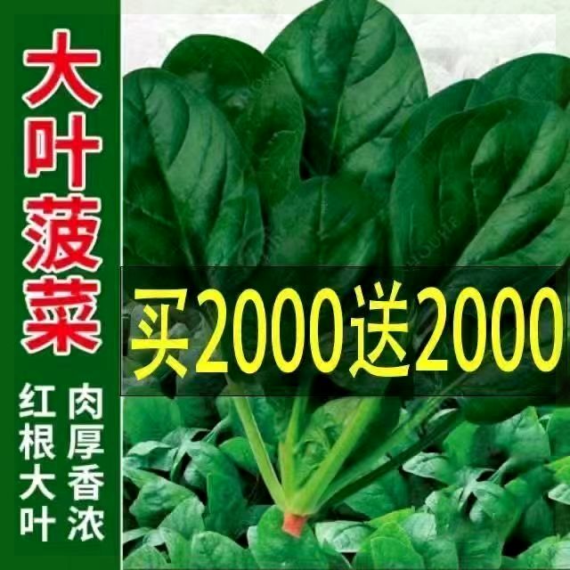 超耐热夏播王菠菜种子种籽高产春籽种夏季秋季四季蔬菜孑波菜夏子 - 图2