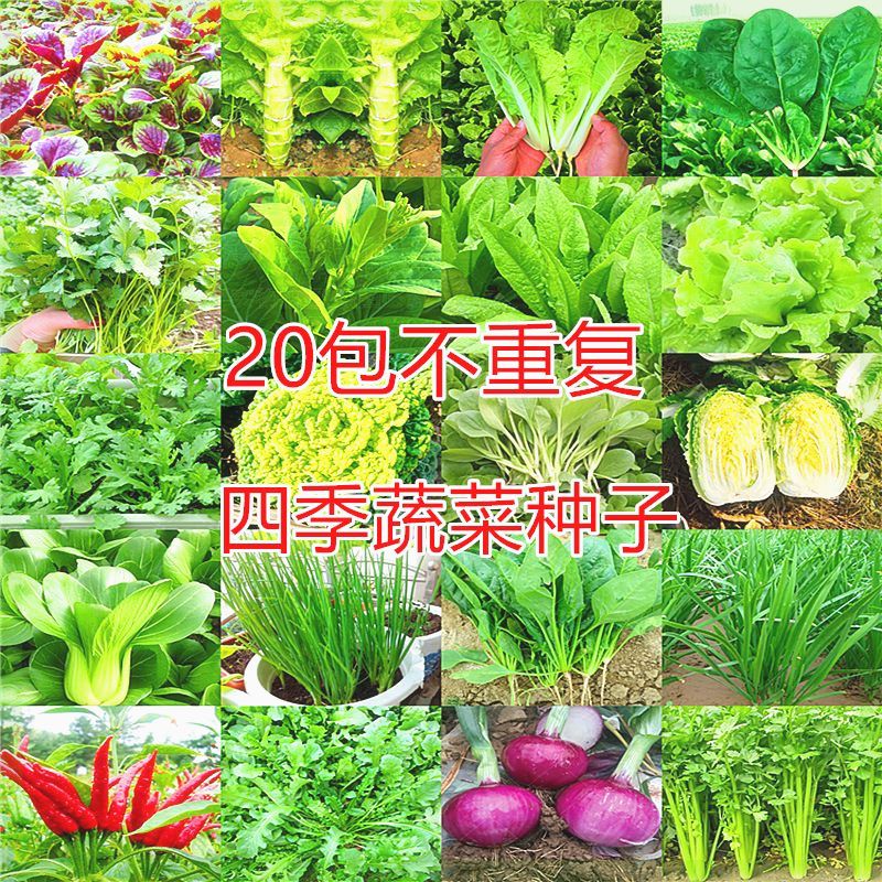 20款不重复四季蔬菜种子菜园阳台盆栽青菜生菜香菜辣椒菠菜蔬菜籽 - 图1