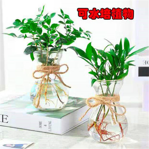 竹柏盆栽绿植室内客厅桌面四季常青清香型净化空气驱蚊虫 - 图3