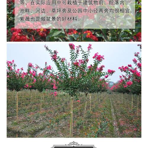 紫薇花树苗痒痒树无皮树百日红盆栽盆景花瓶编织苗别墅庭院景观苗 - 图2