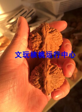 42mm野生炮弹逐鹿南疆石狮子头文玩把件麻核桃精选老树型正小众大