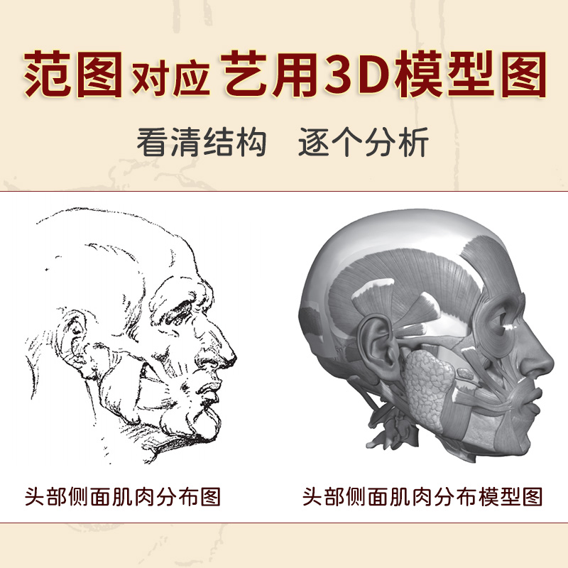 当当网 赠伯里曼描摹练习本 伯里曼人体结构绘画教学 3D模型对比素描基础教程 理解人体形态基础入门 人体结构造型手绘解剖技法书 - 图2