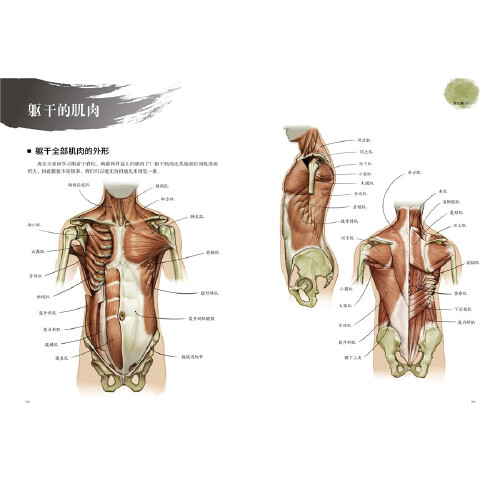 【当当网正版包邮】艺用解剖学笔记人体结构说明书中央美术学院教授王少军作序广东医科大学李哲审定-图3