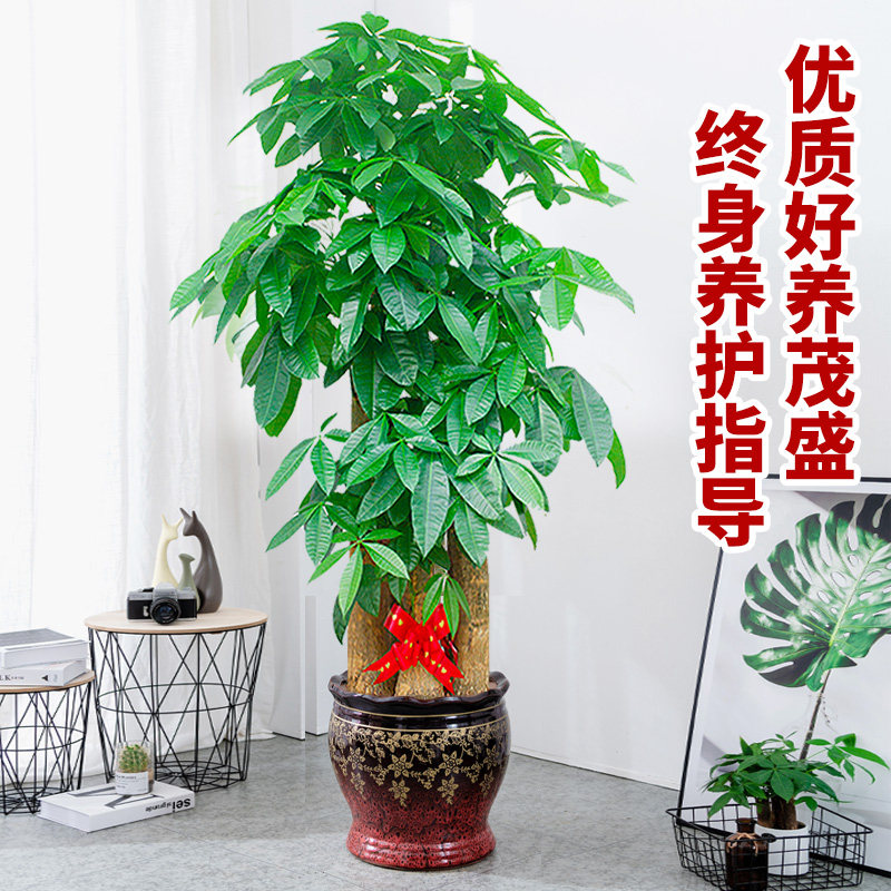 北京步步高发财树客厅大盆栽大棵室内绿植大型植物开业办公室乔迁,淘宝优惠券,粉丝福利购,淘宝优惠卷