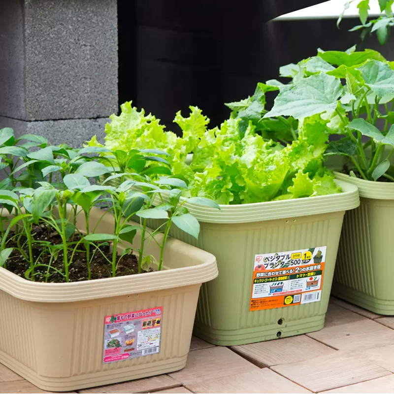 爱丽思长方形花盆大号塑料阳台种菜盆蔬菜种菜专用箱种植箱爱丽丝 - 图2