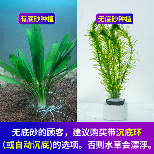 南美青竹水草植物真草鱼缸水草造景水族活净水阴性新手懒造景套餐 - 图2