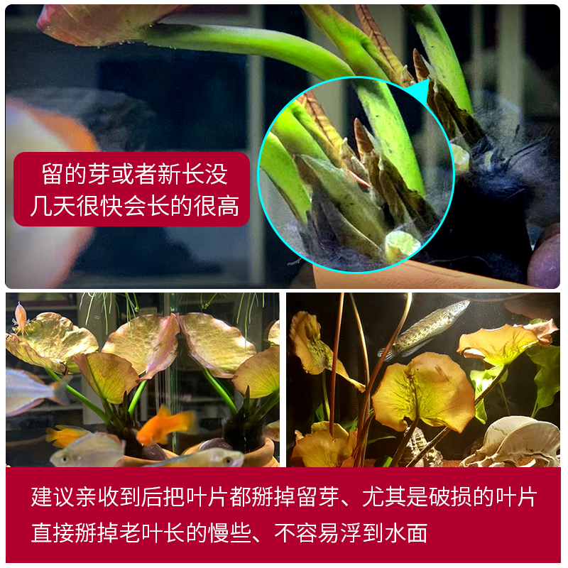 真水草水族箱中后景鱼缸红荷根造景青荷根易养睡莲颗植物懒人阴性-图1