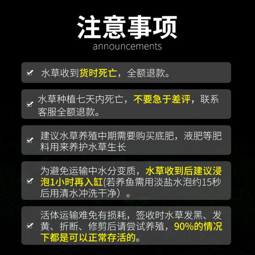 南美青竹水草植物真草鱼缸水草造景水族活净水阴性新手懒造景套餐 - 图3