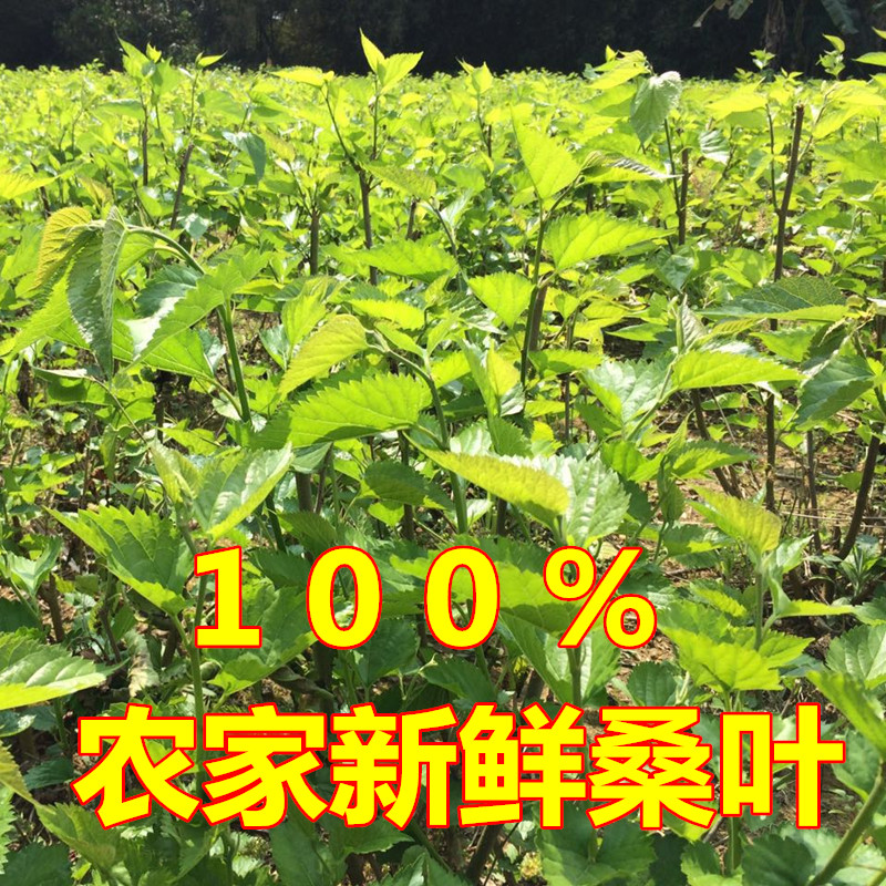 桑叶新鲜500克桑树嫩叶蚕叶喂蚕宝宝饲料养蚕1斤包邮广东广州深圳-图1