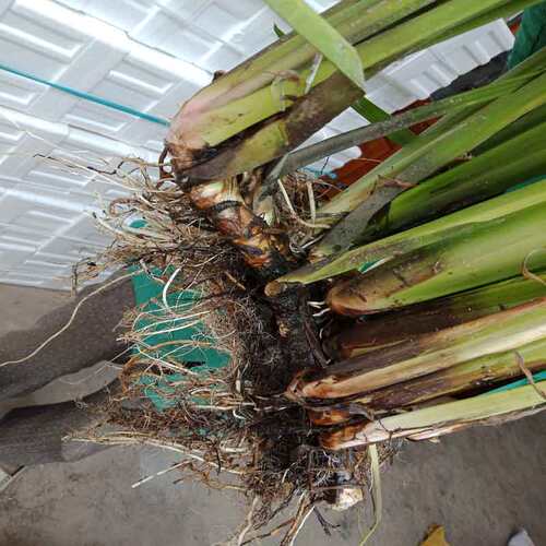自然生长新鲜水菖蒲老根泥菖莆臭蒲根水菖蒲草根水剑草材一斤包邮 - 图3