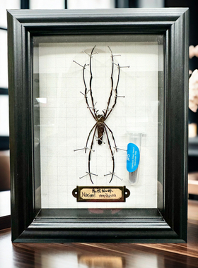 巨人蜘蛛标本艺术成列展示昆虫标本甲虫吉丁虫科普教学摆台礼物