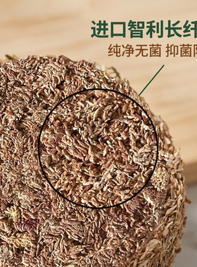 智利进口七星纯水苔毛毛虫水苔球板植懒人神器鹿角蕨兰花蕨类通用