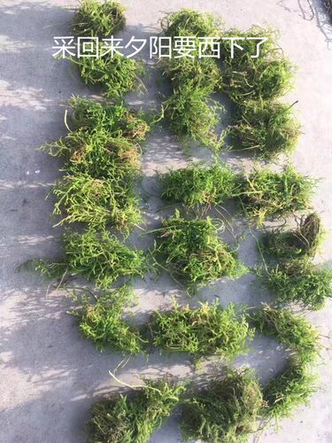 野生草药伸筋草 石松 龙须草 小伸筋 百部伸筋500克带根干品 - 图3