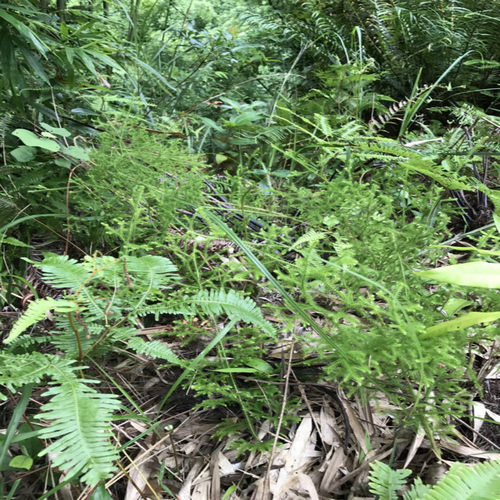 野生草药伸筋草 石松 龙须草 小伸筋 百部伸筋500克带根干品 - 图1