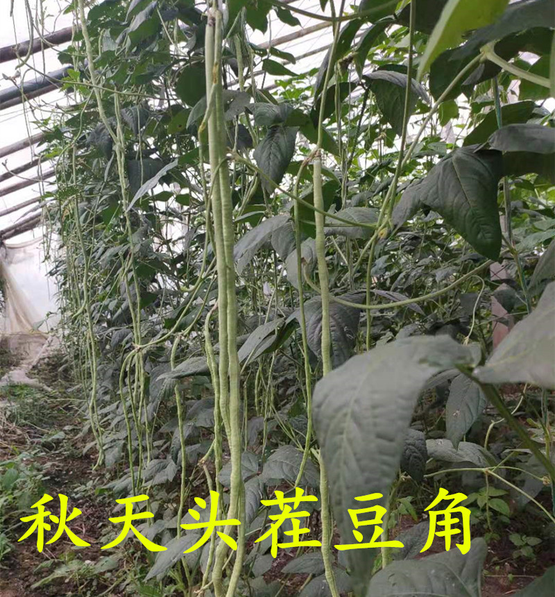 豆角农家菜新鲜蔬菜长豆角嫩豆角非毛豆芸豆四斤包邮冷鲜发货 - 图0