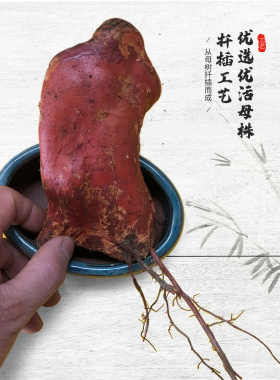 檀香木驱蚊驱虫桌面摆件