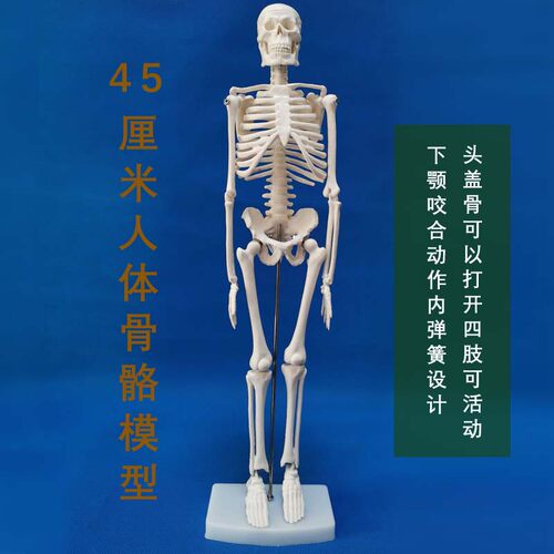 45cm85cm170cm人体骨骼模型美术瑜伽教学摆件白骷髅全身脊椎骨架 - 图3
