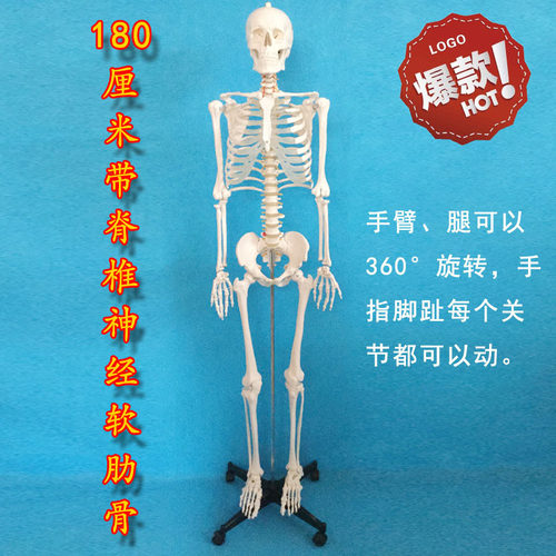 45cm85cm170cm人体骨骼模型美术瑜伽教学摆件白骷髅全身脊椎骨架 - 图0