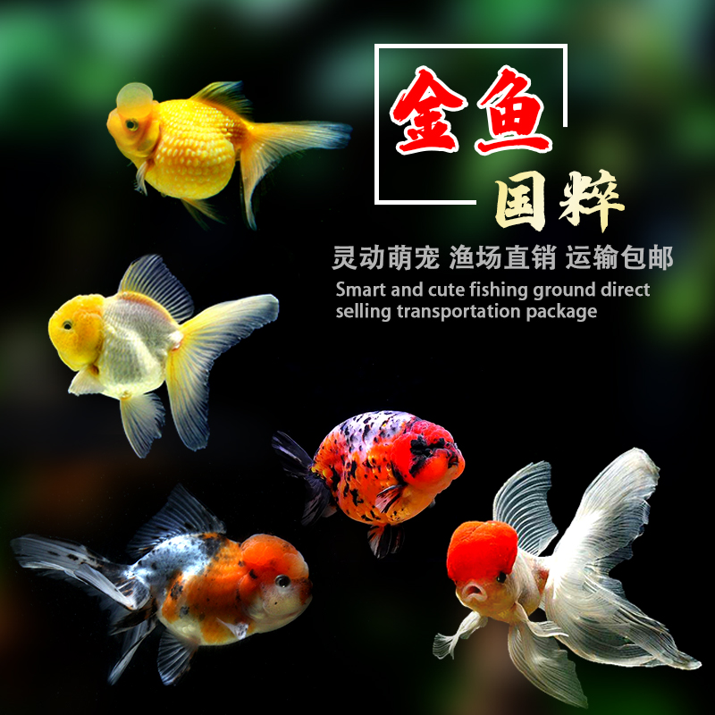 商品详情图片