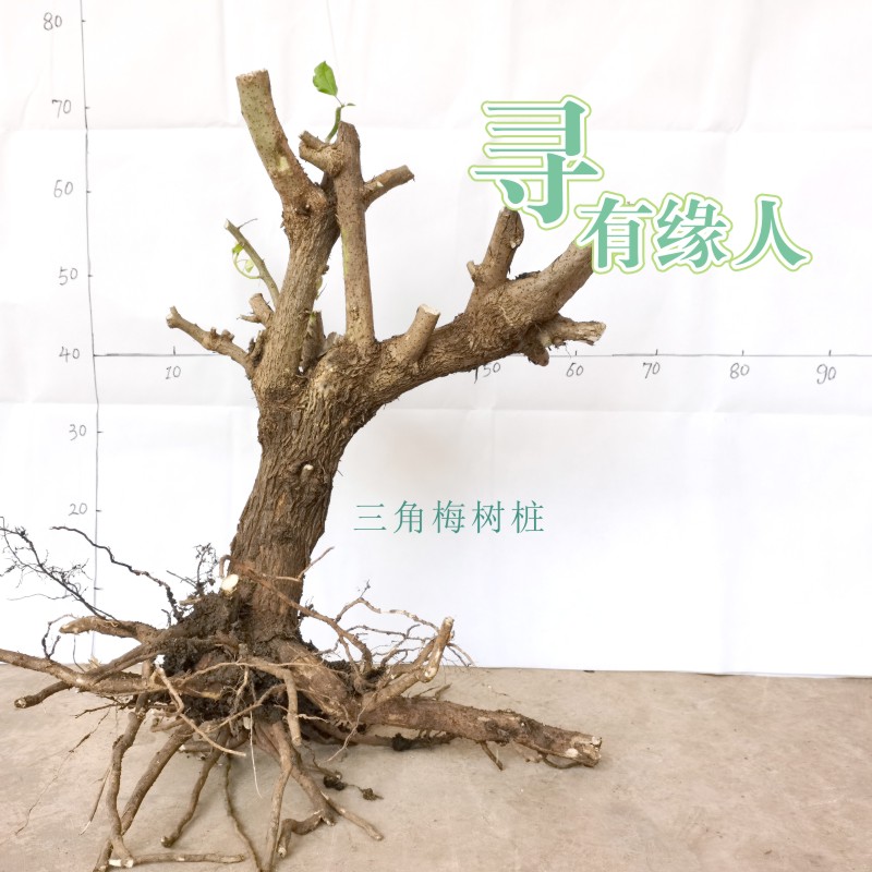 三角梅老桩盆栽四季开花带花树苗小苗绿马斯漳红樱中国红大三角梅-图2