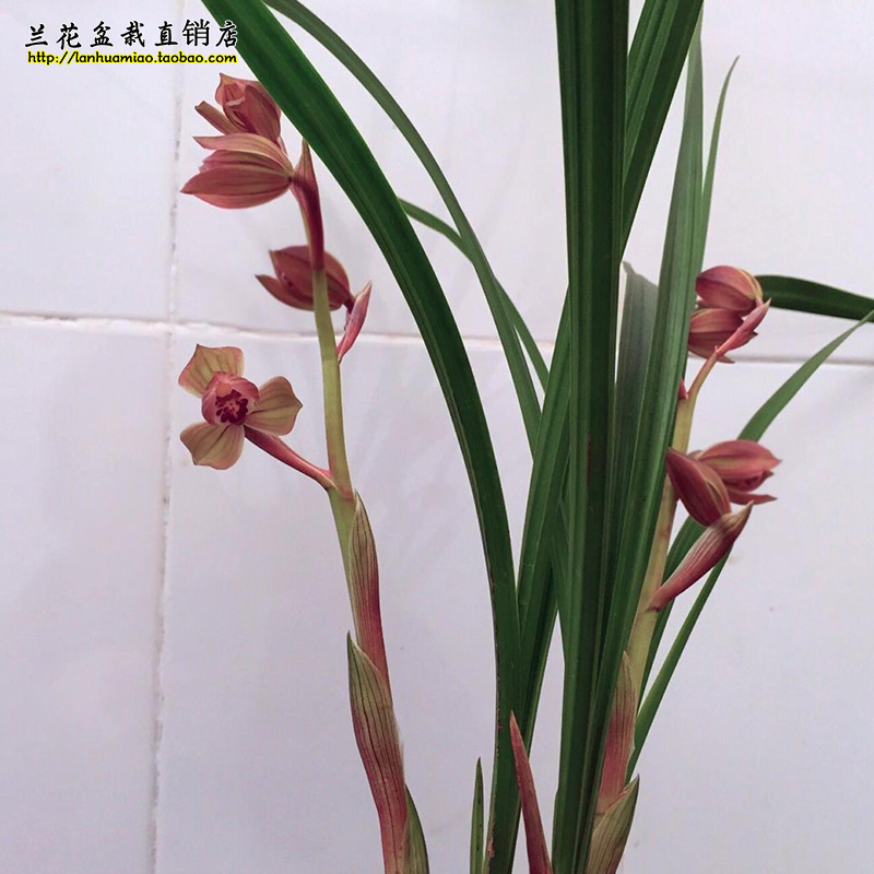 高档春剑兰花大邑梦圆冬带浓香花苞出售红花荷瓣阳台绿植盆-图0