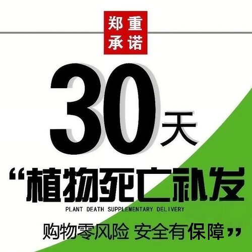 兰花苗吊兰蜜蜂兰建兰引蜂多花浓香型兰草花卉盆栽绿植正宗兰花 - 图2