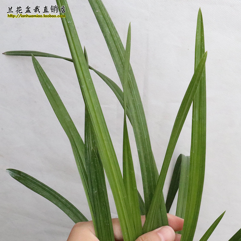 高档春剑兰花大邑梦圆冬带浓香花苞出售红花荷瓣阳台绿植盆-图1